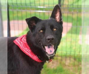 German Shepherd Dog-Unknown Mix Dogs for adoption in San Antonio, TX, USA