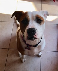 Bullboxer Pit Dogs for adoption in Mission Viejo, CA, USA