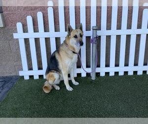 German Shepherd Dog Dogs for adoption in Modesto, CA, USA