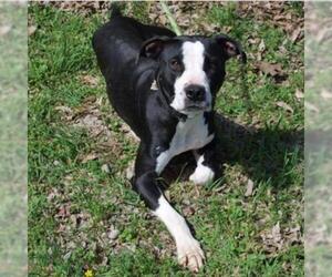 American Pit Bull Terrier Dogs for adoption in Wadena, MN, USA