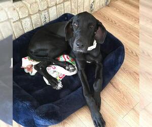 Great Dane Dogs for adoption in San Antonio, TX, USA