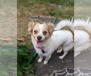Chihuahua-Unknown Mix Dogs for adoption in Aurora, CO, USA