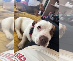 Mutt Dogs for adoption in Aurora, CO, USA