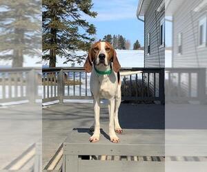 Treeing Walker Coonhound Dogs for adoption in Brooklyn Center, MN, USA