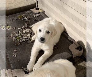 Great Pyrenees Dogs for adoption in Fenton, MO, USA