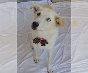 Huskies -Unknown Mix Dogs for adoption in McKinney, TX, USA