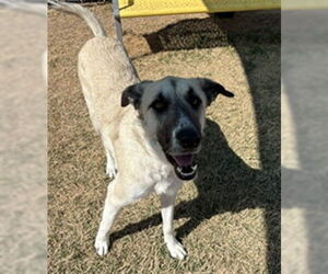 Medium Photo #1 Anatolian Pyrenees Puppy For Sale in Temple, TX, USA