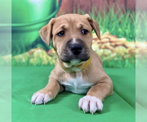 Mutt Dogs for adoption in Mundelein, IL, USA