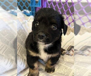 Colonial Cocker Spaniel-Unknown Mix Dogs for adoption in Agoura Hills, CA, USA