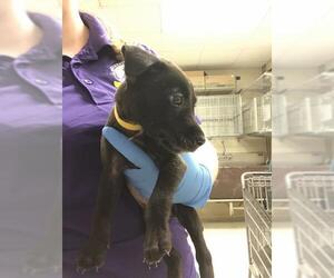 Labrador Retriever Dogs for adoption in Conroe, TX, USA