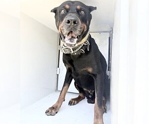 English Mastweiler Dogs for adoption in Houston, TX, USA