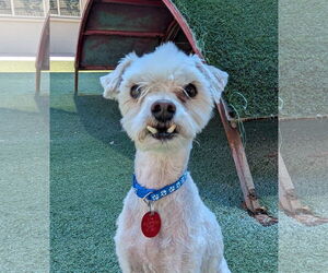 Poocan Dogs for adoption in Tempe , AZ, USA