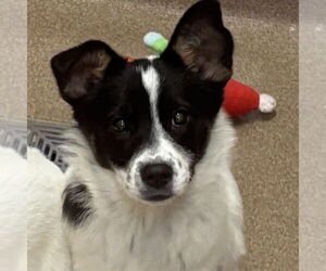 Saint Bernard-Unknown Mix Dogs for adoption in Elmsford, NY, USA