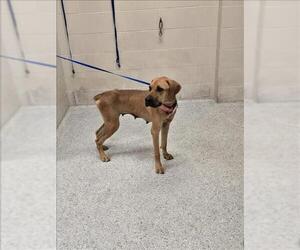 Boxer-Unknown Mix Dogs for adoption in Conroe, TX, USA