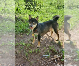 Shiba Inu Dogs for adoption in Traverse City, MI, USA