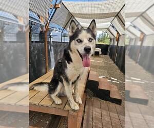 Siberian Husky Dogs for adoption in Frisco, CO, USA