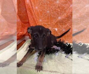 German Shepherd Dog-Unknown Mix Dogs for adoption in Modesto, CA, USA