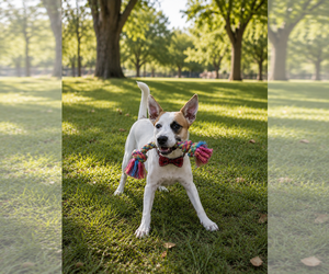 Jack Russell Terrier-Unknown Mix Dogs for adoption in Mt. Laurel, NJ, USA
