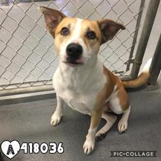 American Foxhound Dogs for adoption in San Antonio, TX, USA