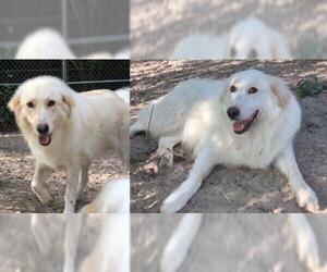 Great Pyrenees-Unknown Mix Dogs for adoption in Boonton, NJ, USA