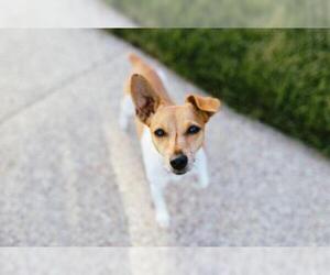 Jack Russell Terrier Dogs for adoption in Newaygo, MI, USA