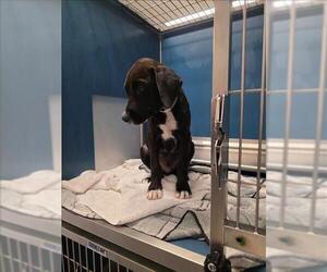 Labrador Retriever Dogs for adoption in Conroe, TX, USA