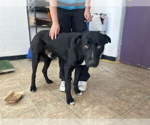 Labrador Retriever-Unknown Mix Dogs for adoption in Raleigh, NC, USA