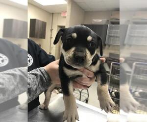 American Pit Bull Terrier-Unknown Mix Dogs for adoption in Conroe, TX, USA