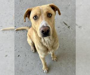 German Shepherd Dog Dogs for adoption in Bakersfield, CA, USA