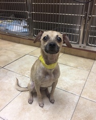 Chihuahua-Unknown Mix Dogs for adoption in New York, NY, USA
