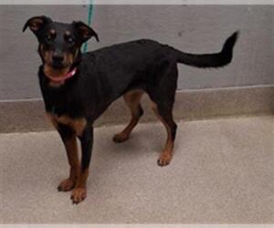 Doberman Pinscher-Unknown Mix Dogs for adoption in Las Vegas, NV, USA