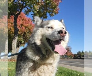 - Mix Dogs for adoption in Sacramento, CA, USA