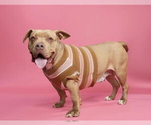American Pit Bull Terrier-Unknown Mix Dogs for adoption in Rowlett, TX, USA