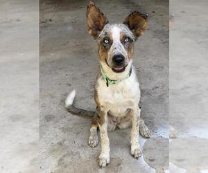 Australian Shepherd-Catahoula Leopard Dog Mix Dogs for adoption in San Antonio, TX, USA