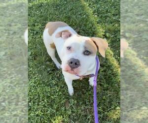 American Pit Bull Terrier Dogs for adoption in Derwood, MD, USA