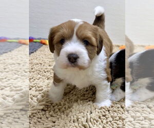 Mutt Dogs for adoption in Green Forest, AR, USA