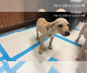 Labrador Retriever-Unknown Mix Dogs for adoption in Ocala, FL, USA