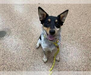 Australian Shepherd-Unknown Mix Dogs for adoption in Springfield, MA, USA