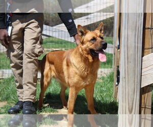 German Shepherd Dog-Unknown Mix Dogs for adoption in Chestertown, MD, USA