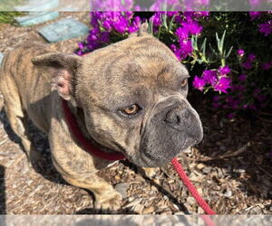 French Bulldog-Staffordshire Bull Terrier Mix Dogs for adoption in Santa Cruz, CA, USA