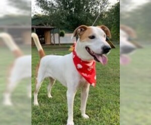 Lab-Pointer Dogs for adoption in Decatur, GA, USA