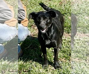 Bo-Dach Dogs for adoption in Green Forest, AR, USA