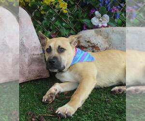 German Shepherd Dog-Unknown Mix Dogs for adoption in Oklahoma City, OK, USA