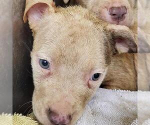 American Staffordshire Terrier-Unknown Mix Dogs for adoption in San Antonio, TX, USA