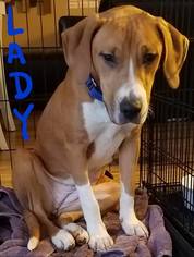 Beagle Dogs for adoption in Germantown, OH, USA