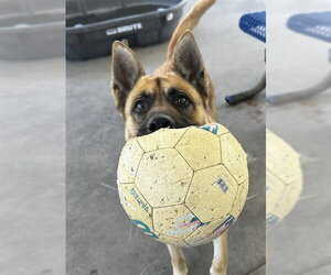 German Shepherd Dog Dogs for adoption in Chula Vista, CA, USA