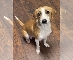 Beagle-Unknown Mix Dogs for adoption in Boston, MA, USA