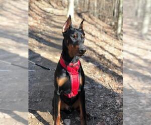 Doberman Pinscher Dogs for adoption in COLUMBIA, MD, USA