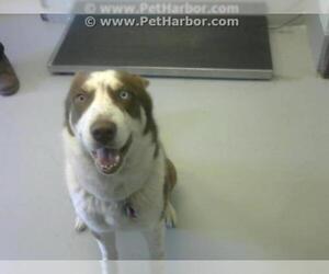 Siberian Husky Dogs for adoption in Corpus Christi, TX, USA