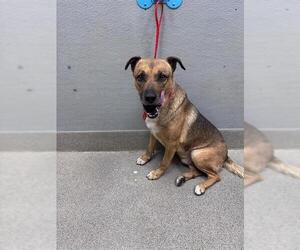 German Shepherd Dog-Unknown Mix Dogs for adoption in Las Vegas, NV, USA